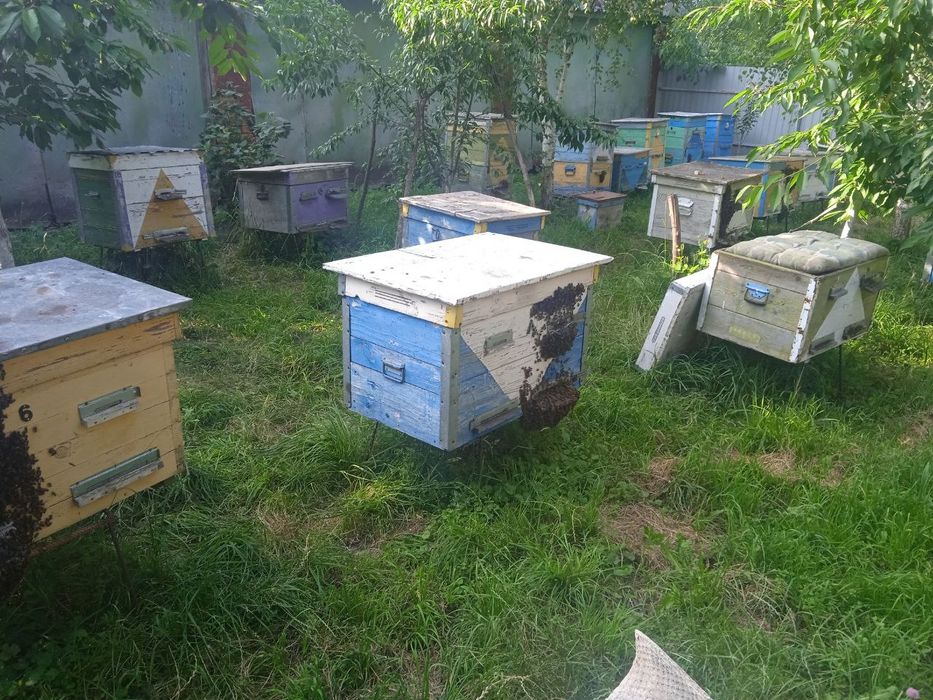 Продам бджолосім'ї, бджоли