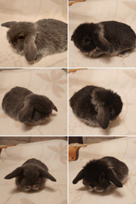 Króliczki mini-lopy i karzełki teddy