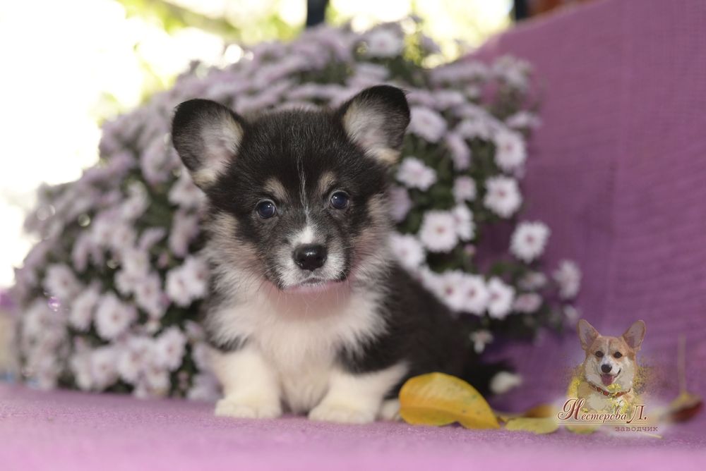 Чорноголовий вельш коргі пемброк з хвостиком.