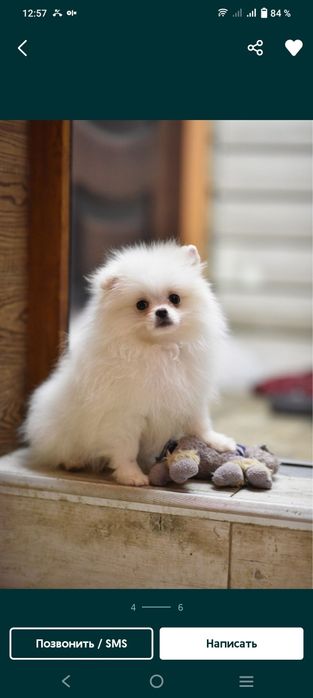 Вязка шпиц мальчик ищет девочку.