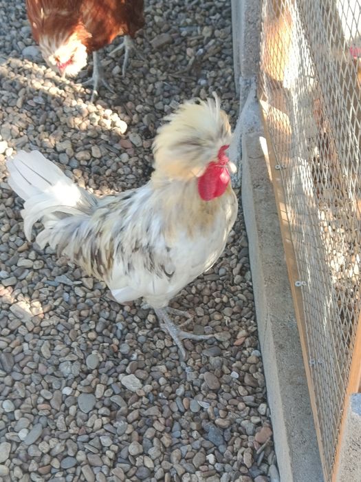 Galinhas para venda várias raças