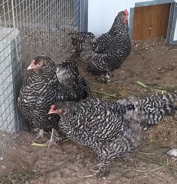 Pintos Maline/ Ovos galados (férteis)