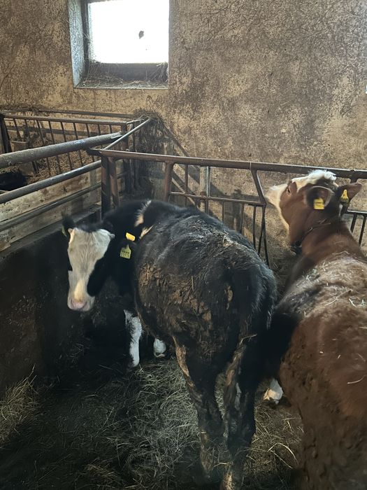 Sprzedam byka i jałówke