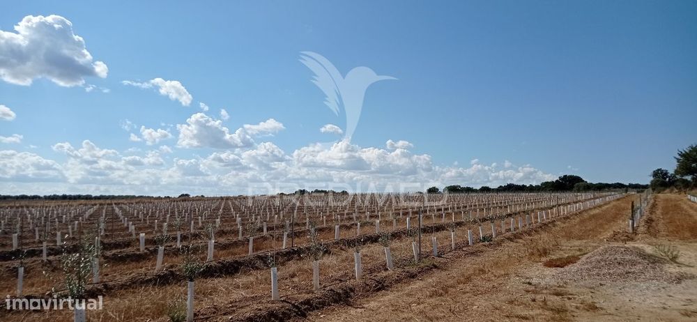 Olival Super Intensivo de 5,9ha à venda em Cano- Sousel