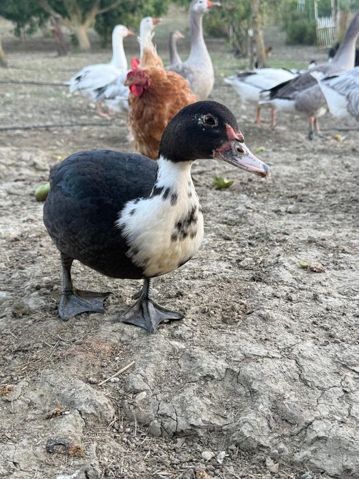 Galos galinhas frangos pintos patos gansos