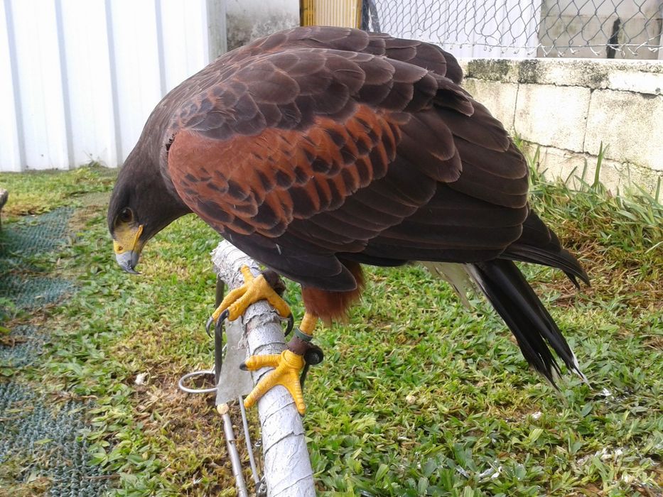 Aves para falcoaria