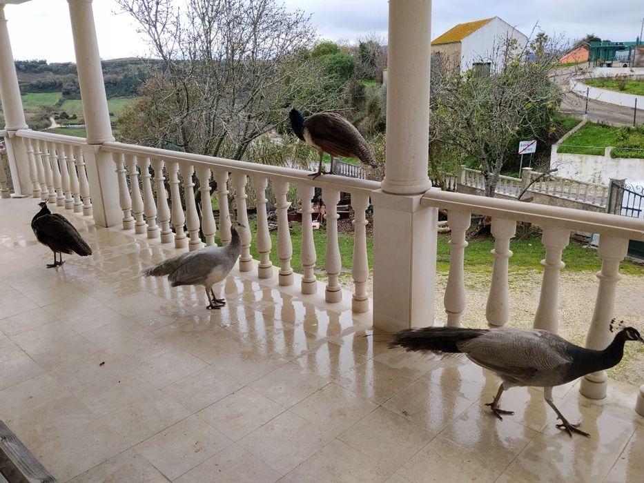 Pavao com 6 meses de idade