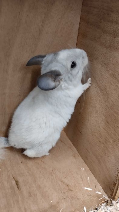 Szynszyla (Chinchilla)