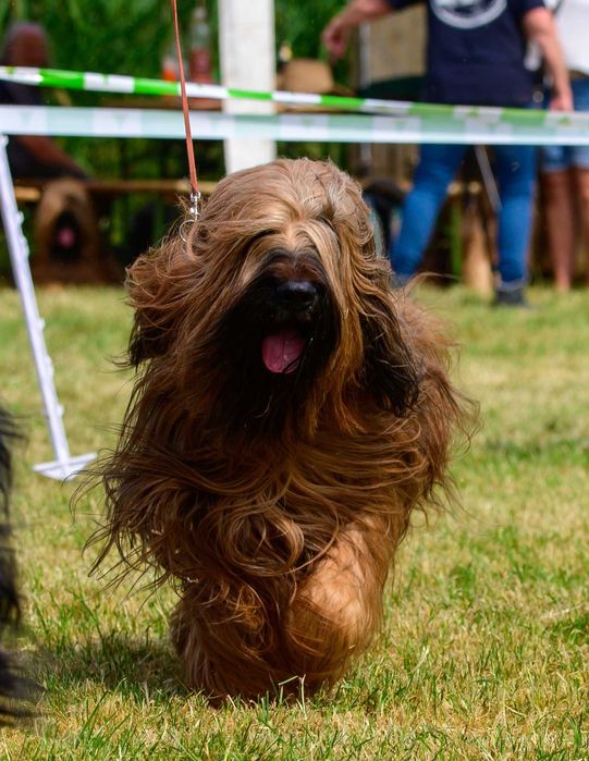 Owczarek francuski briard z Hodowli Roku 2025! czarny piesek