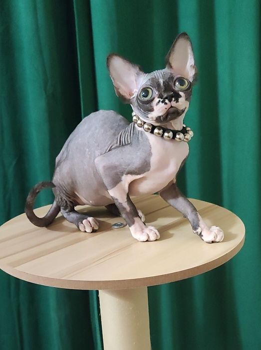 Baby face неординарна ексклюзивна дівчинка