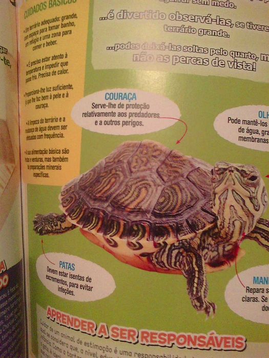 revista panini amigos animais numero 6