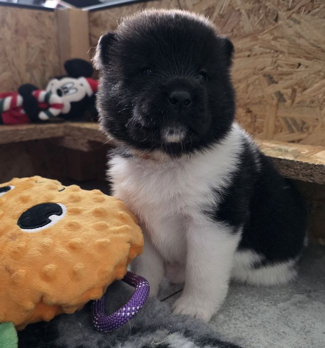 Akita amerykańska suczka