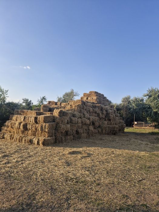 Солома пшеничная