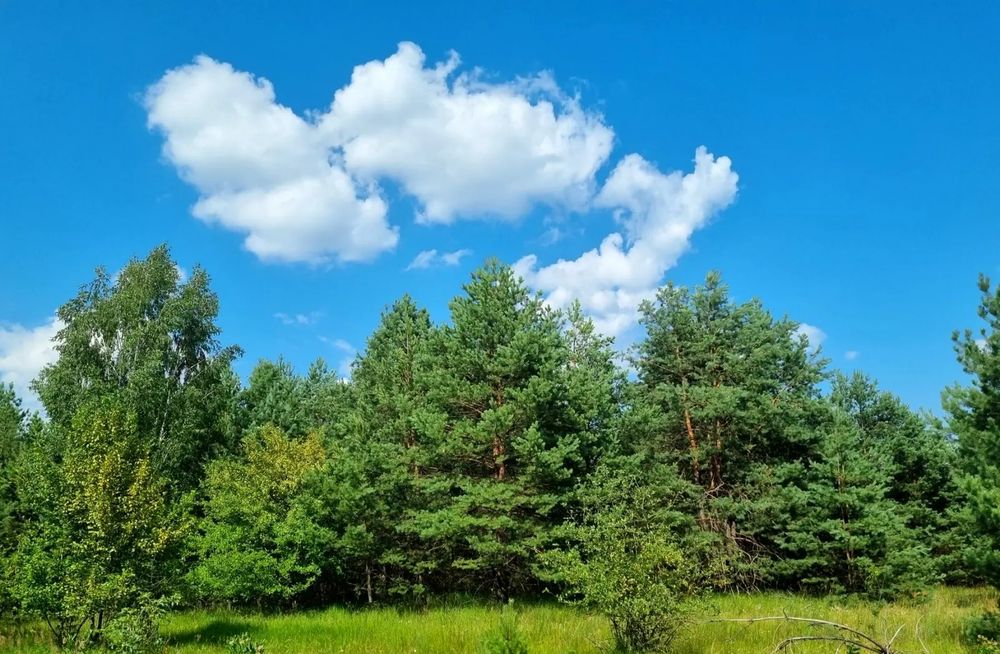Продаж земельної ділянки 95 соток у сосновому лісі, с. Мостище, Макарівський район,лише 30 км від КП по Житомирській трасі! – pohled 4