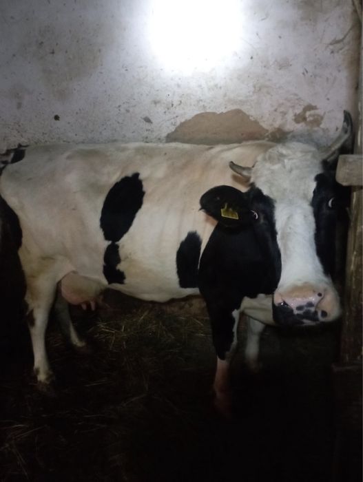 Продам корову  чорно рябу