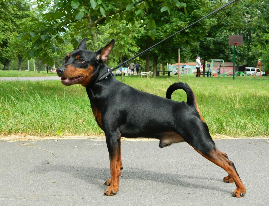 Цвергпінчер (мініатюрний пінчер), в'язка