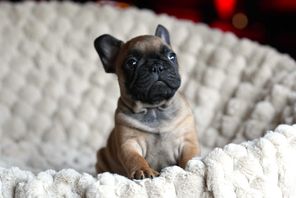 Buldog francuski ZKWP/FCI piesek po championach