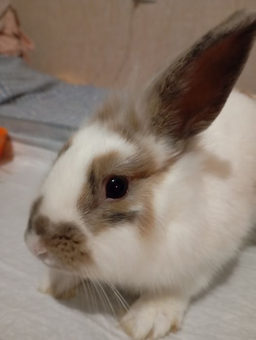 Кролик  декоративный , со всеми комплектующими.