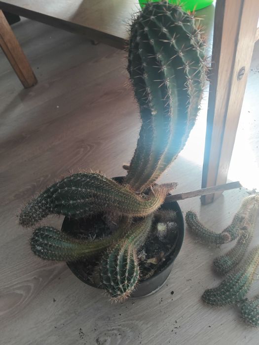 Kaktusy kłujące koloki