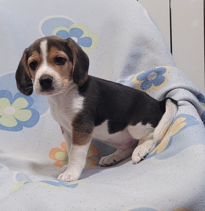 Beagle tricolor bebé