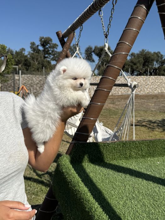 Spitz Alemão Anão MINI Fêmea