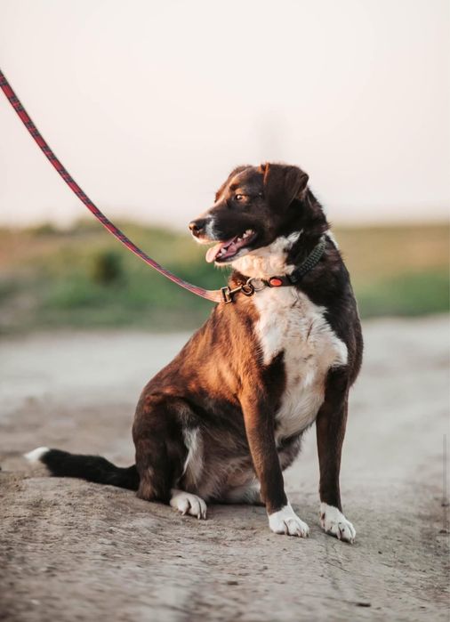 Отдаем бесплатно в добрые руки