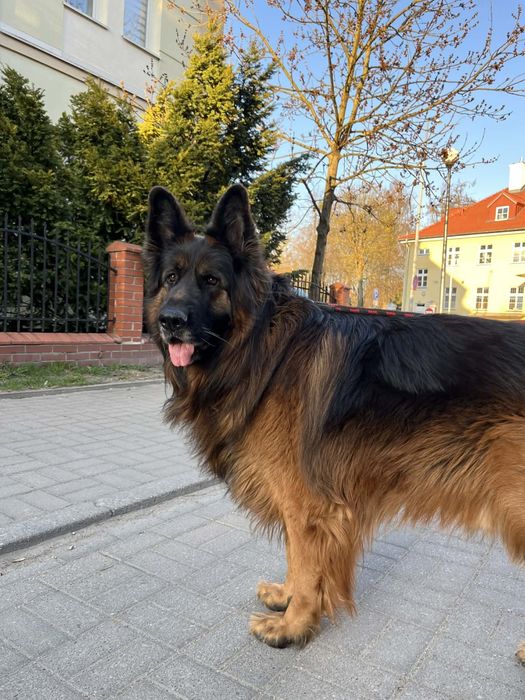 Owczarek Niemiecki 6 letni