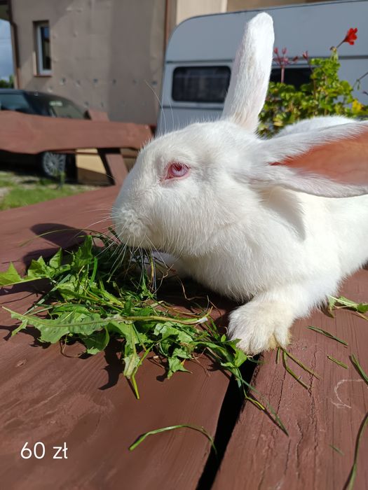 Sprzedam Króliki
