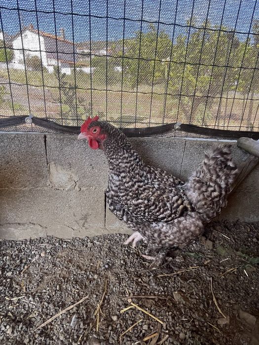 Ovos malines gigante
