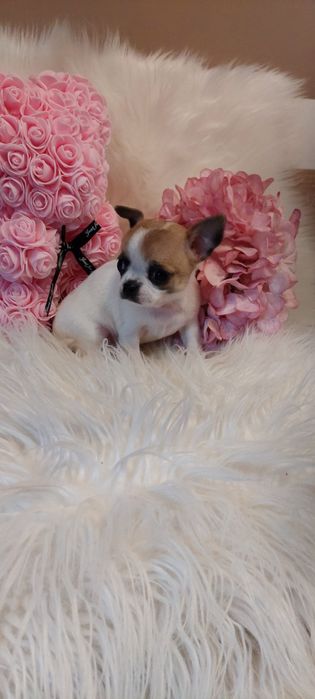 ZAREZERWOWANA !!! CUDNA Mini sunia Chihuahua