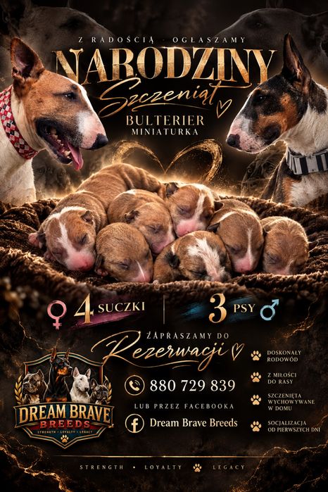 Bulterier miniaturka szczenieta