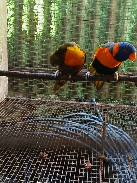 Loris para mudar de casa