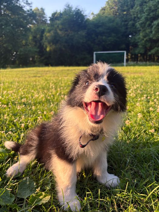 Border Collie ZKWP FCI po przecudnych rodzicach czarno białe i merle