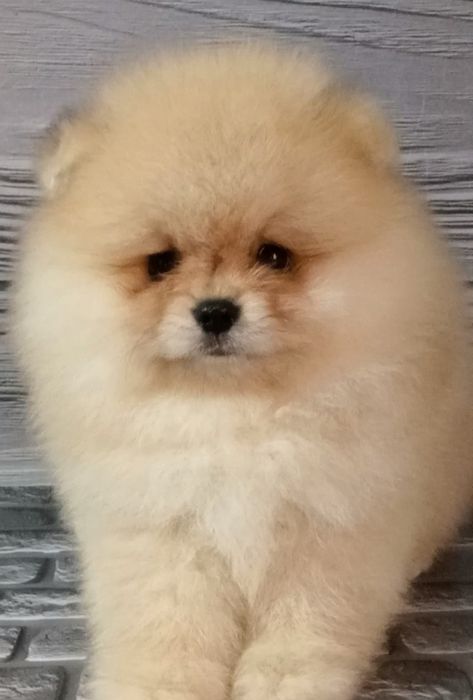 Ідеальний хлопчик