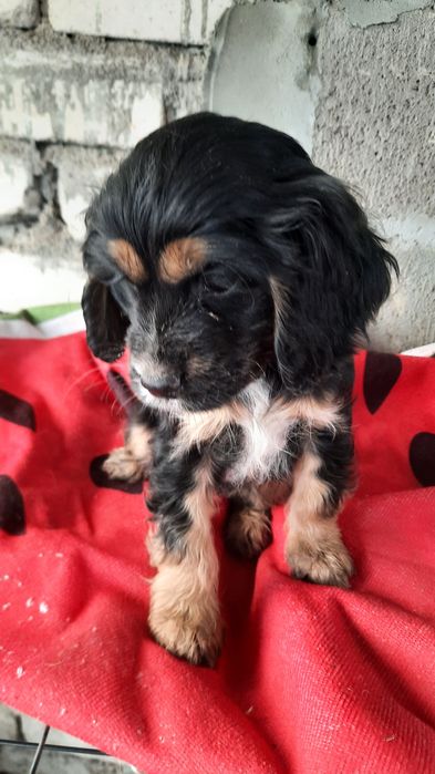 Щенок английского спаниеля