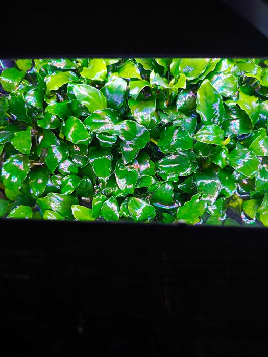 Anubias odmiana mini