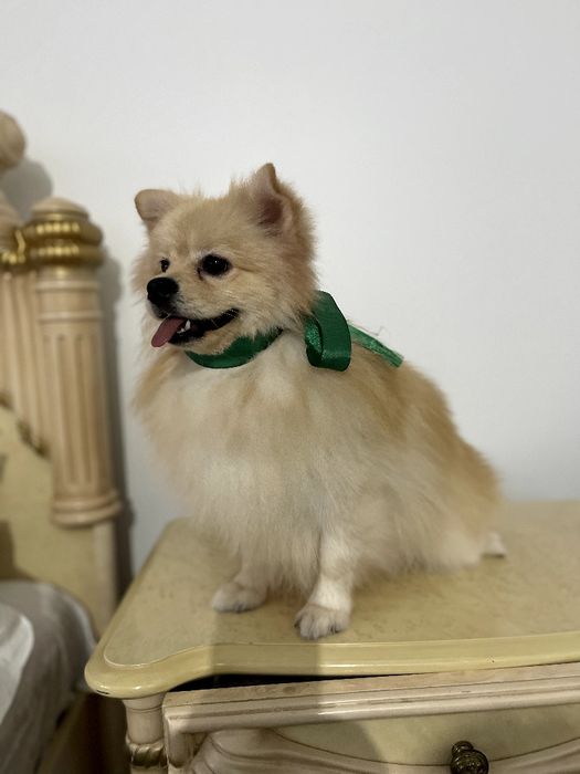 Померанські шпіци — Пухнасті принци хочуть до вас