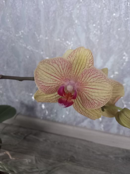 Продам орхідею орхідею