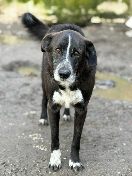 Cao para adoçao (Nero)