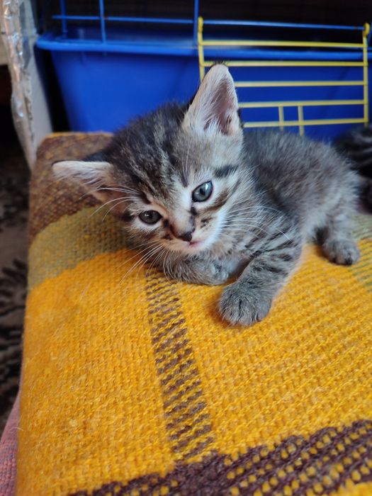 Кошенята в надійні руки