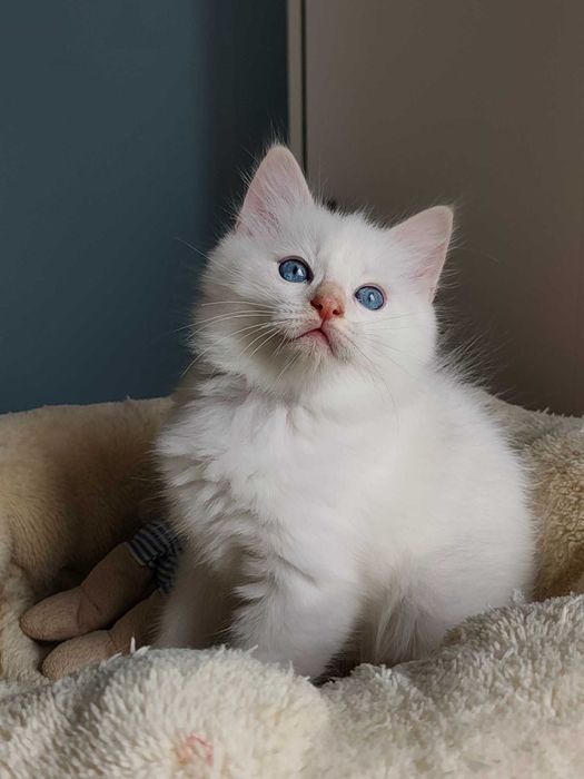 Kocurek - kot rasy  Ragdoll po przebadanych rodzicach