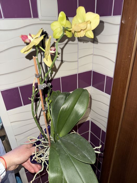 Орхі, орхідеї, орхидея, біла