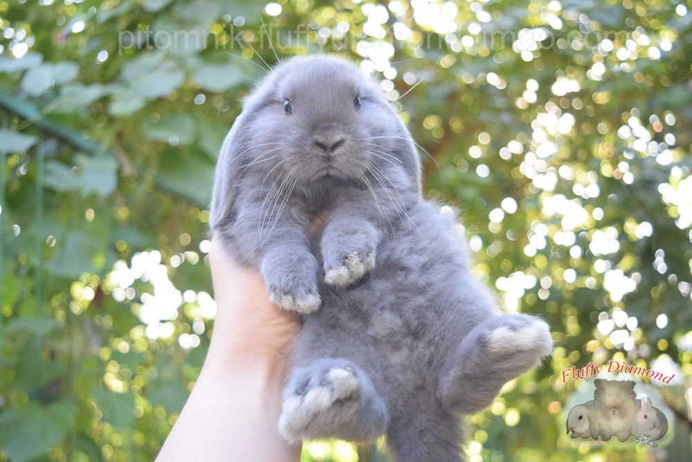 Вислоухий кролик блакитного забарвлення. Справжній карликовий NHD.