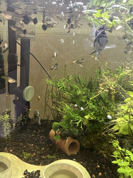 Продам тигровых рыбок