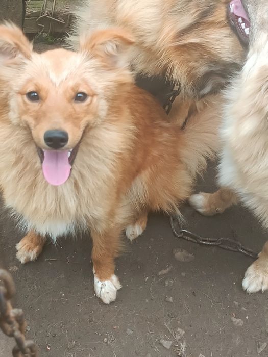 Дві дівчинки безкоштовно