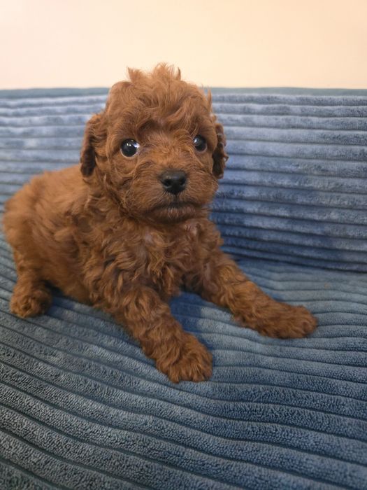 Cavapoo sunia  cavapoo brązowa f1b