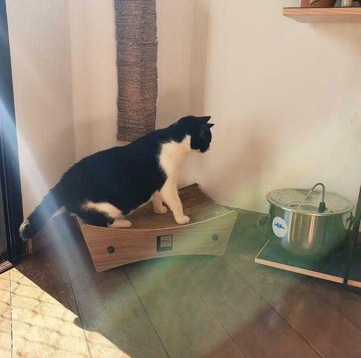 Bebedouro Fonte automática de água para cães e gatos 100% Inox - 4 litros