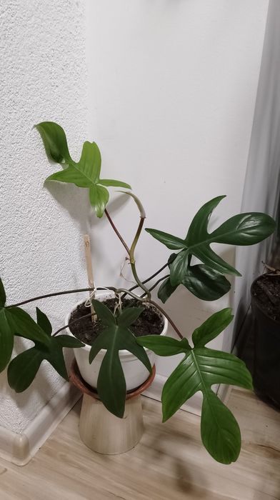 Philodendron florida