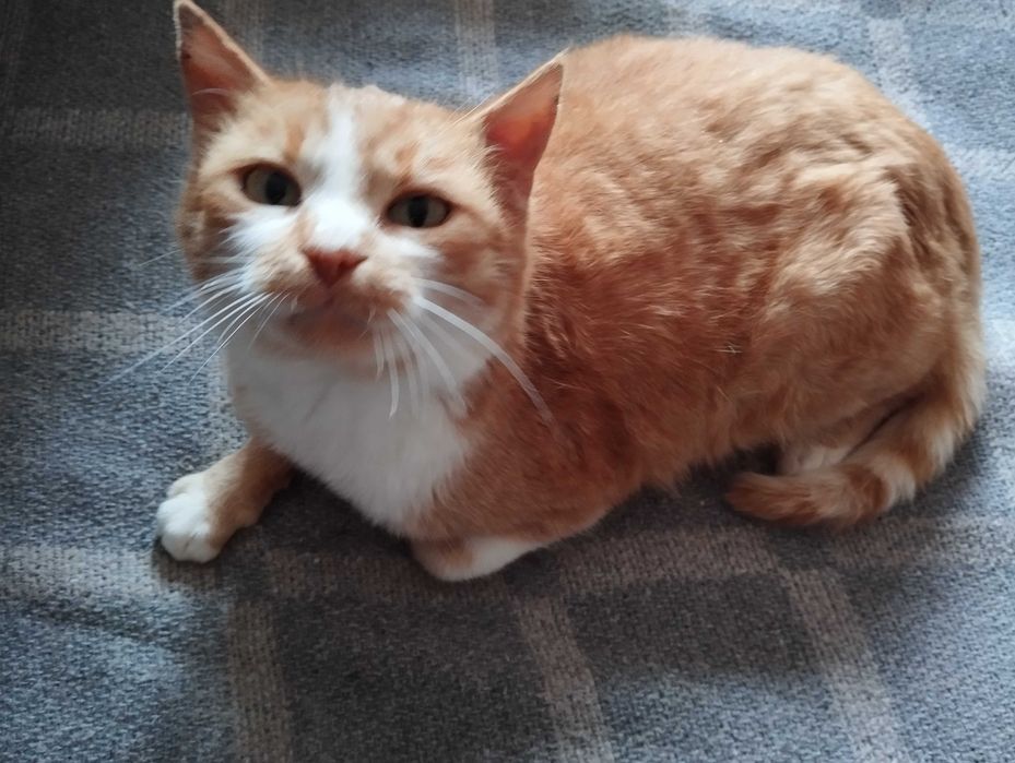 Віддам стерилізовану молоду кішечку