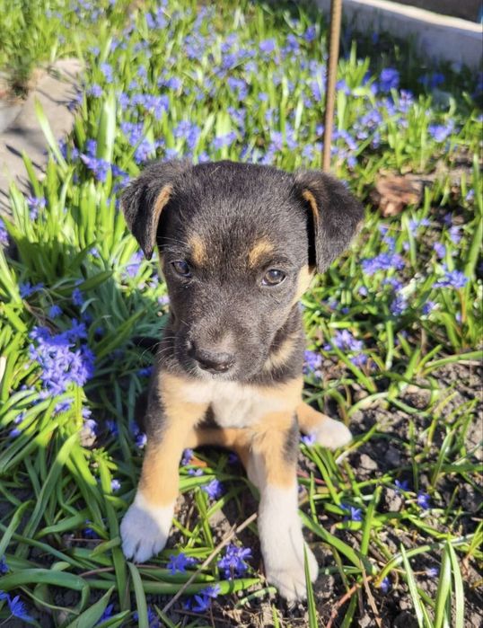 Дві гарнесенькі дівчинки